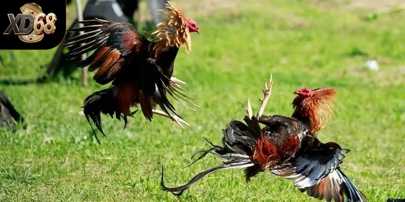 Cách tham gia đá gà XD68 dành cho người mới Cách tham gia đá gà XD68 dành cho người mới