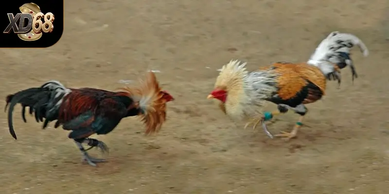 Những điều cần lưu ý khi tham gia đá gà trực tiếp tại nhà cái XD 68 Những điều cần lưu ý khi tham gia đá gà trực tiếp tại nhà cái XD 68