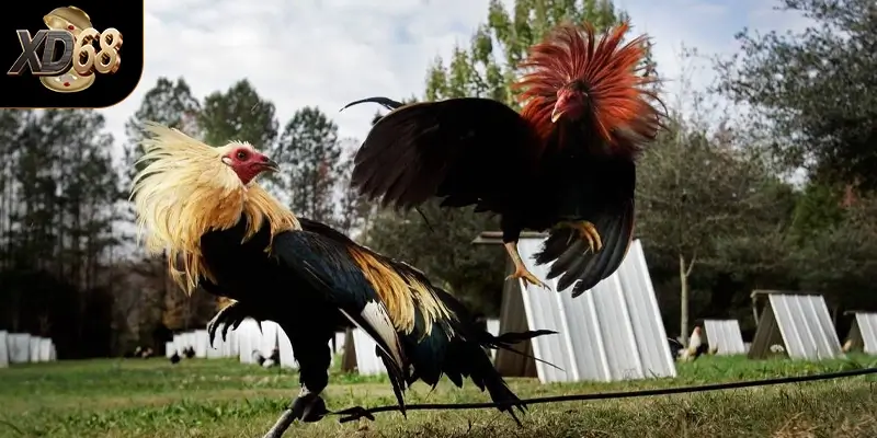 Tổng quan về đá gà trực tiếp tại XD68 Tổng quan về đá gà trực tiếp tại XD68